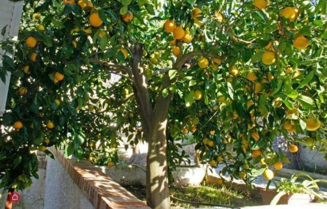 B&B Terramare Монтияно Экстерьер фото